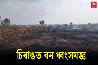 deforestation in Chirang