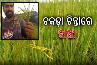 Chakada insects destroyed paddy crop
