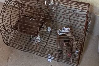 Rats 'steal' 60 liquor bottles at Chhindwara police station; one trapped