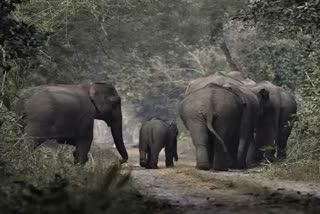 15 casualties due to elephant attacks in North Bengal in a month