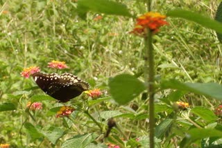 Butterfly Park in Ranchi