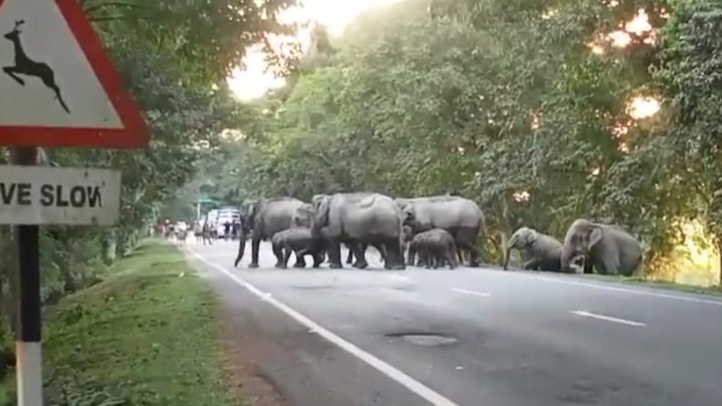 Kaziranga Elevated Road Project