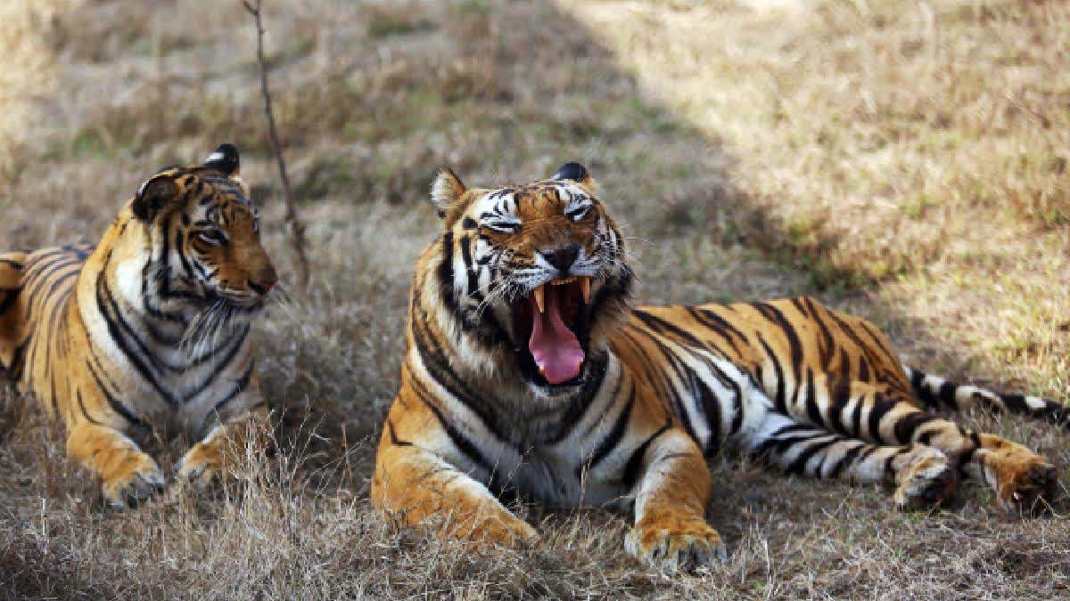 Vanishing Big Cats: One Third Of Ranthambore's 75 Tigers Missing, Say Officials