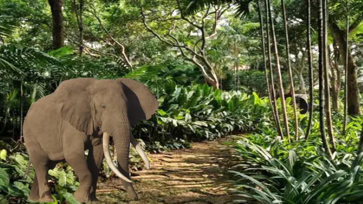 OVERCROWDING ELEPHANTS IN ODISHA CAUSES ELEPHANT HUMAN CONFLICT SAYS PCCF