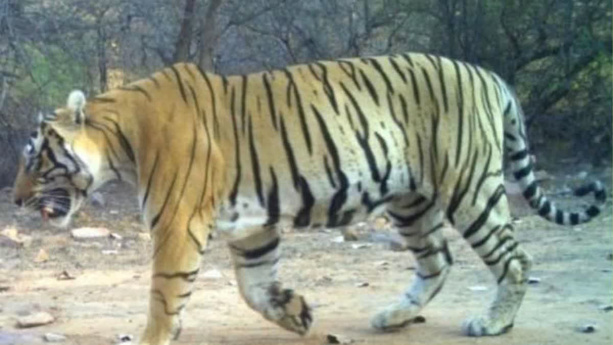 Ranthambore Tiger Reserve Grapples With Overcrowding As Tiger Population Soars