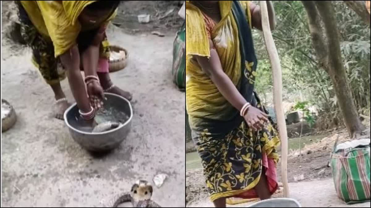 Woman bathed King Cobra like a baby