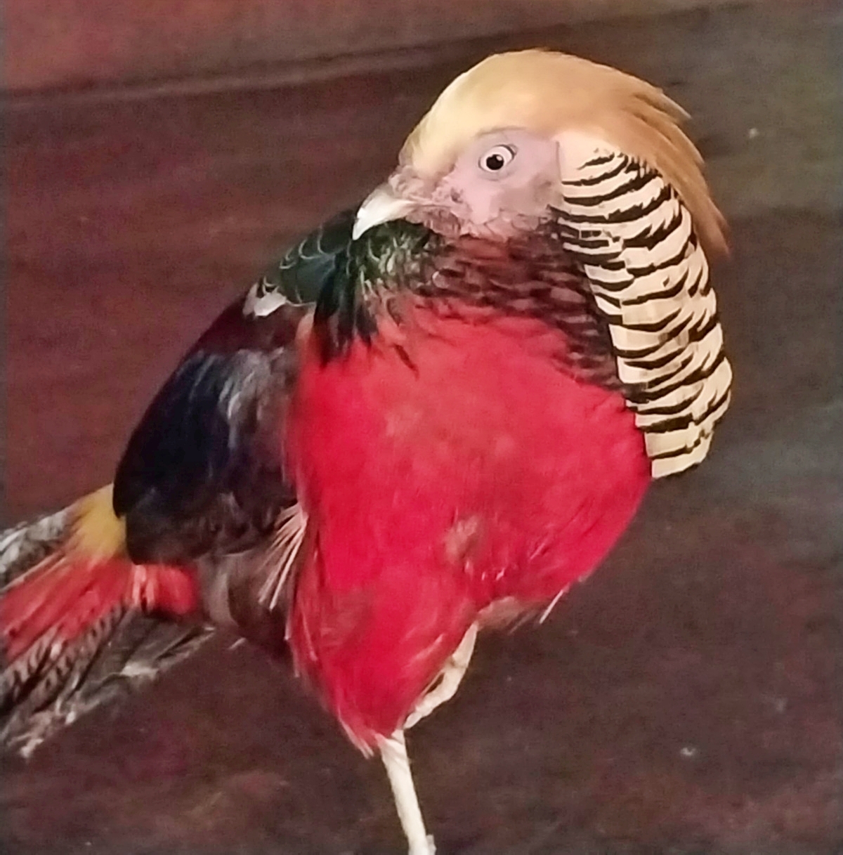 Yellow- golden pheasant