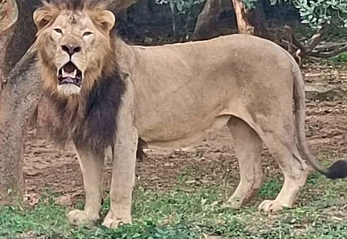 Asiatic Lion