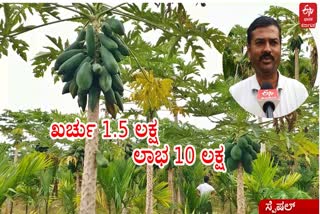 'ಪಂದ್ರಾ' ಪಪ್ಪಾಯಕ್ಕೆ ಖರ್ಚು ಮಾಡಿದ್ದು 1.5 ಲಕ್ಷ: ಗಳಿಸಿದ್ದು 10 ಲಕ್ಷ