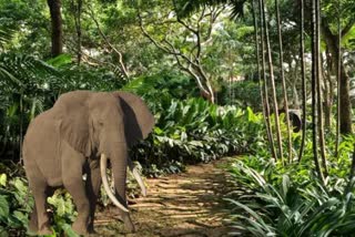 OVERCROWDING ELEPHANTS IN ODISHA CAUSES ELEPHANT HUMAN CONFLICT SAYS PCCF