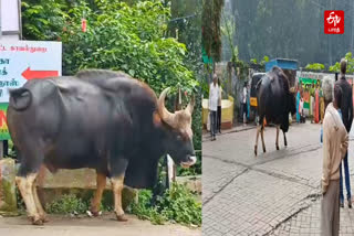 குன்னூர் பேருந்து நிலையத்தில் உலா வந்த காட்டெருமை