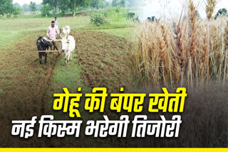 RABI SEASON WHEAT CROPS