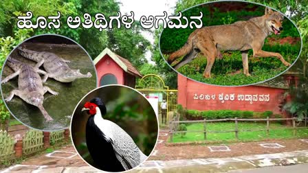 Gharial crocodile ,Wolf, Silver Pheasant