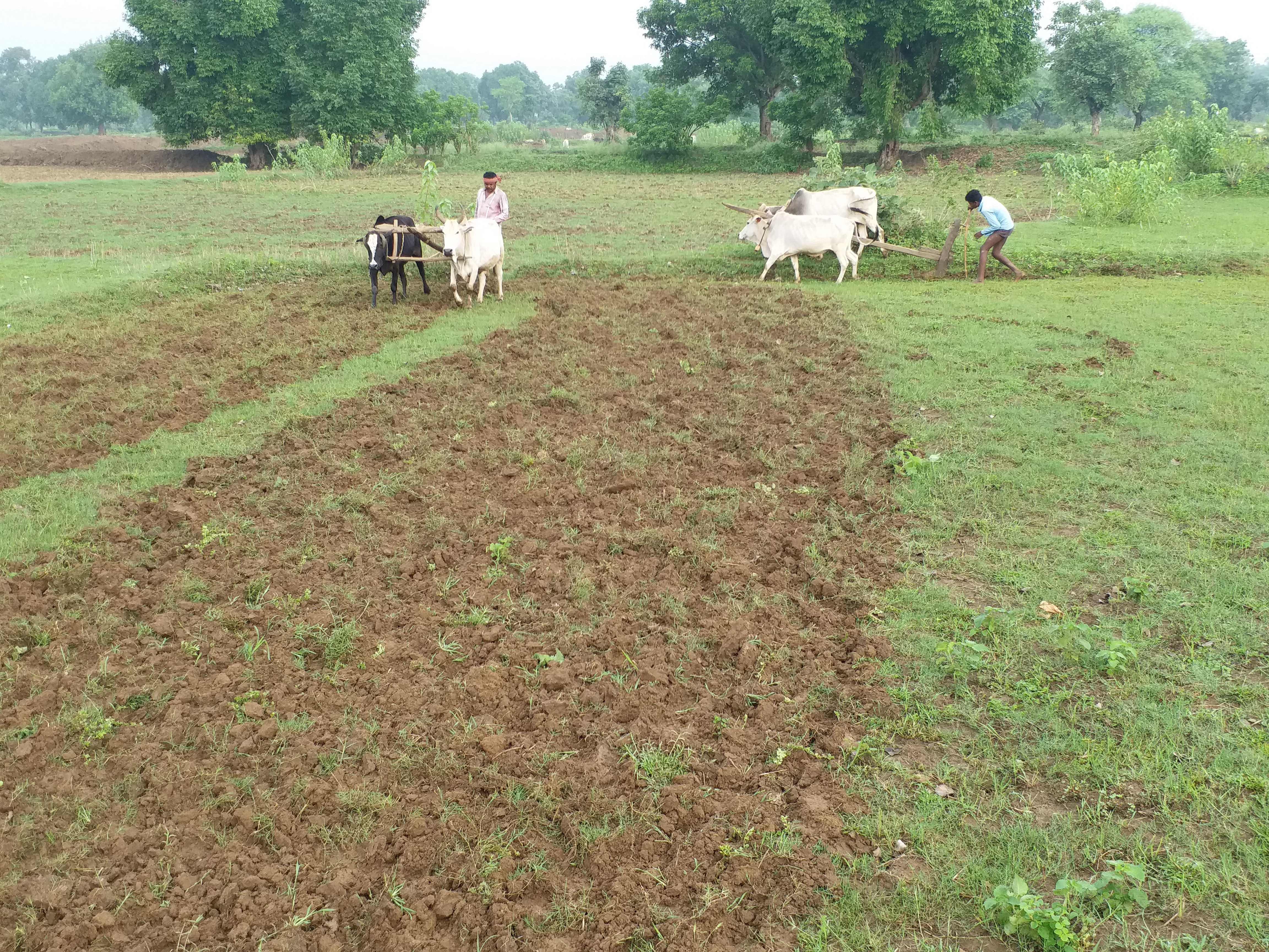 Sharbati wheat Sujata variety