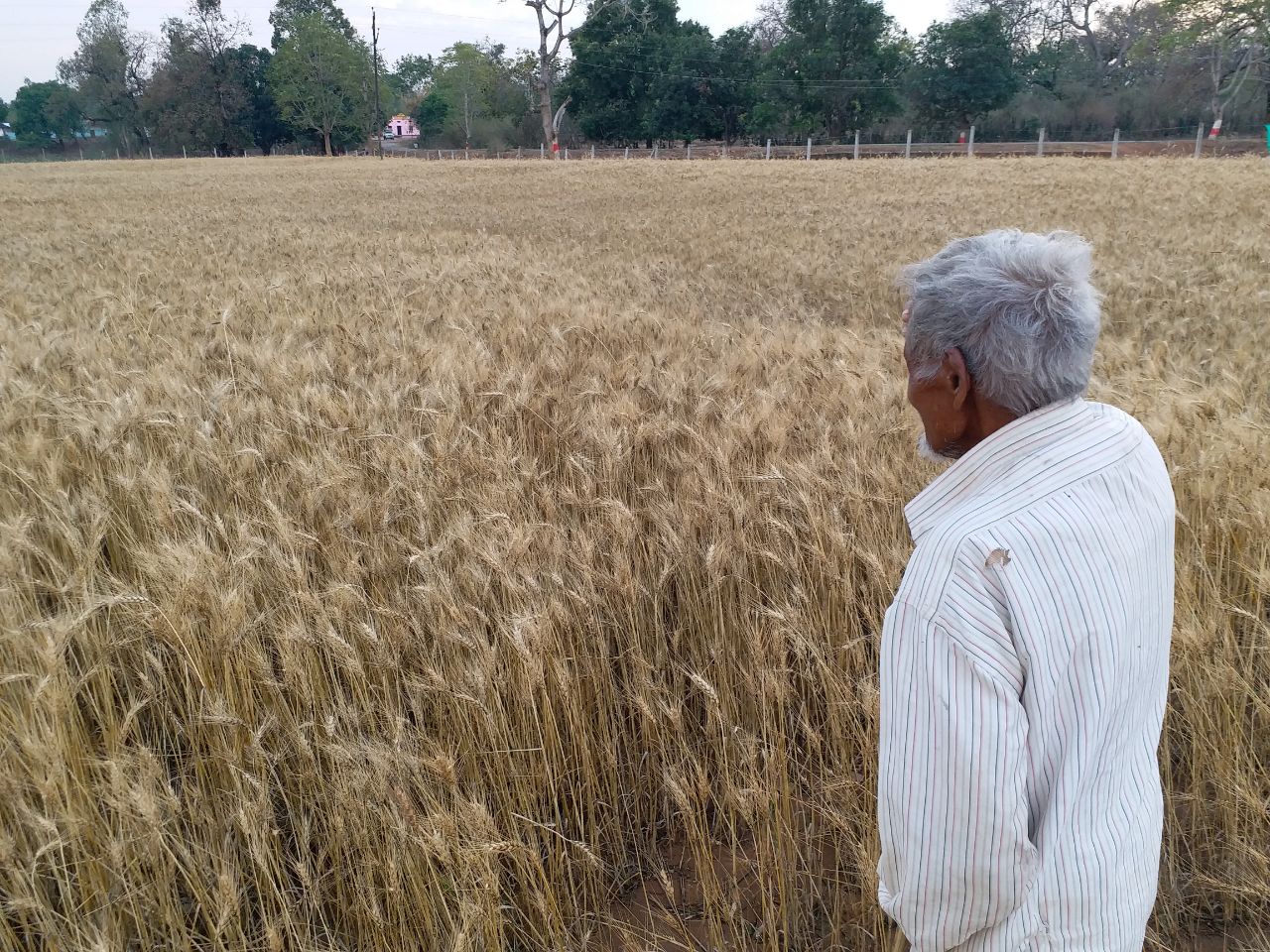 Shahdol new variety wheat farming