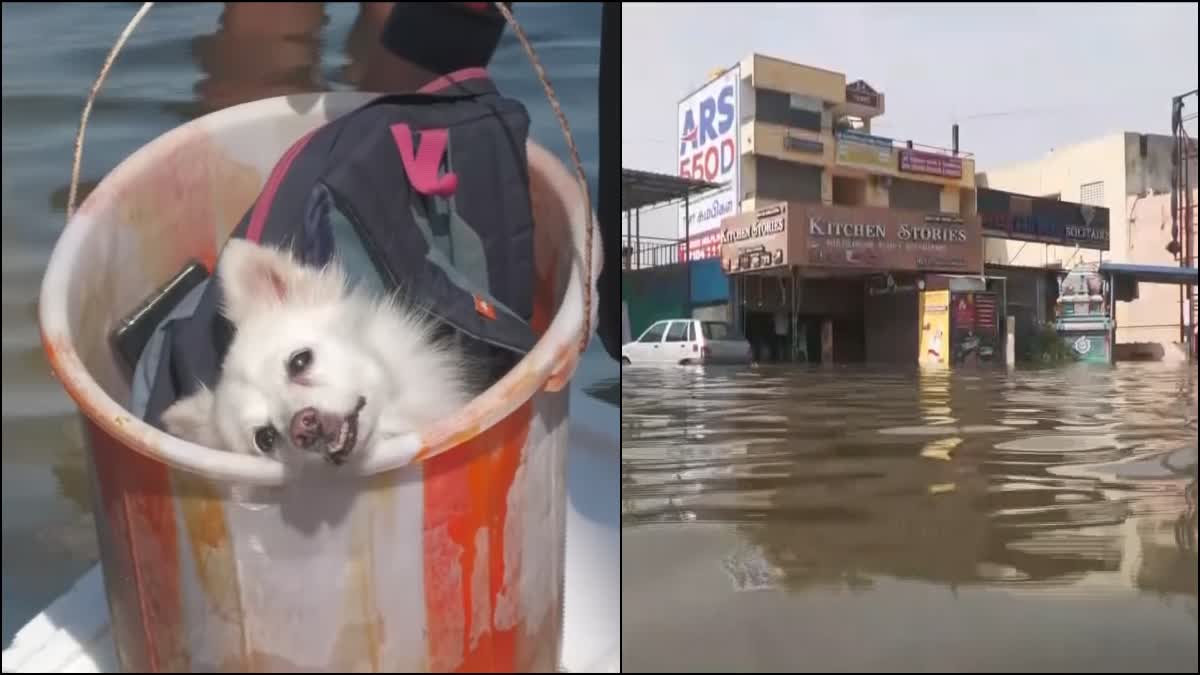 Michaung Cyclone affected in chennai