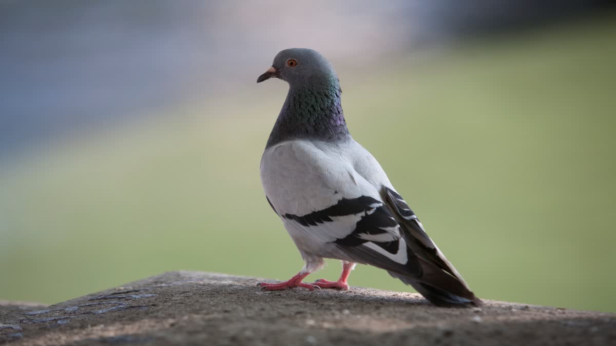 Pigeon News