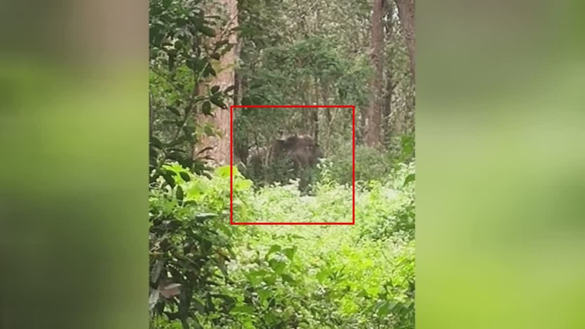 Bus hits elephant in Kalloor  Wild elephant injured by bus collision in Wayanad  Injured elephant may be drug shooted  Kalloor wild elephant injured by bus collision  പരിക്കേറ്റ കാട്ടാനയെ മയക്കുവെടി വെച്ചേക്കും  വയനാട് കല്ലൂരിൽ ബസിടിച്ച് ആനക്ക് പരിക്ക്  പരിക്കേറ്റ കാട്ടാന വനം വകുപ്പിൻ്റെ നിരീക്ഷണത്തിൽ