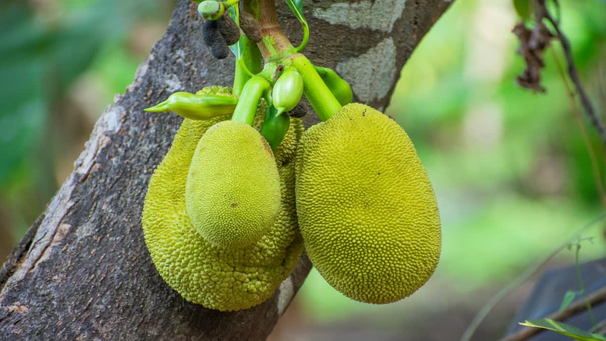 Jackfruit for Health News