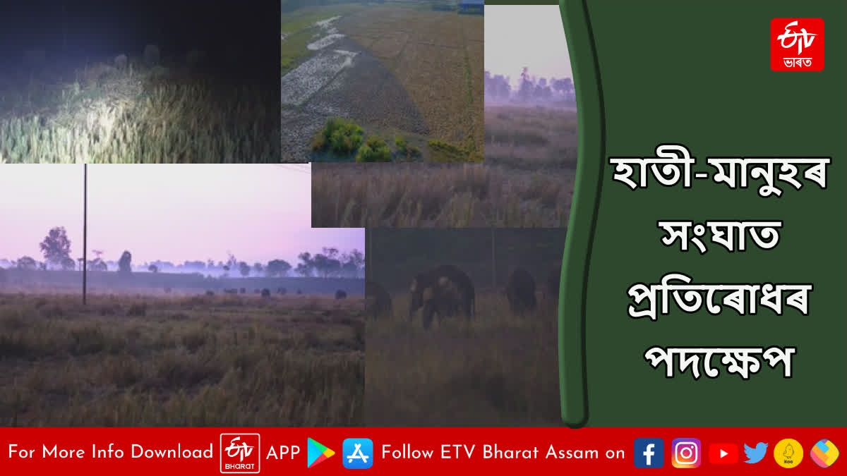 Paddy cultivation for elephants in Golaghat