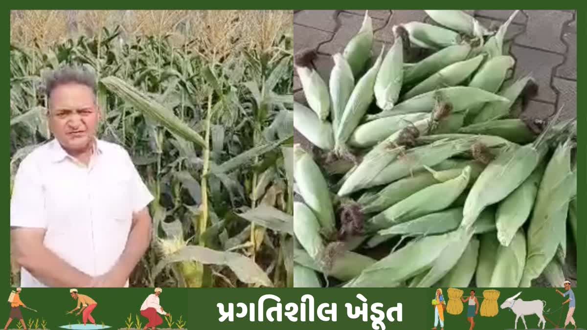 PALWALS PROGRESSIVE FARMER BIJENDRA DALAL SHOWED A NEW PATH TO THE FARMERS INCOME FROM SWEET CORN FARMING