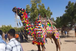 Bikaner Camel Festival 2024