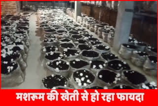 mushroom farming in morni,panchkula