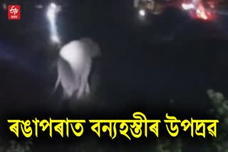 Wild Elephant Terror in Rangapara