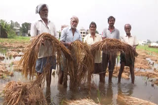 paddy_piles_drowned_in_flood