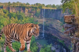 MP Tiger Reserve