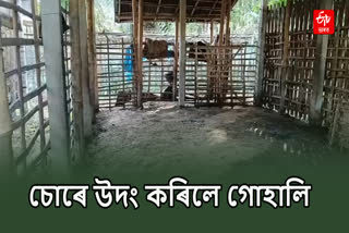 Cattle smuggling in Bongaigaon