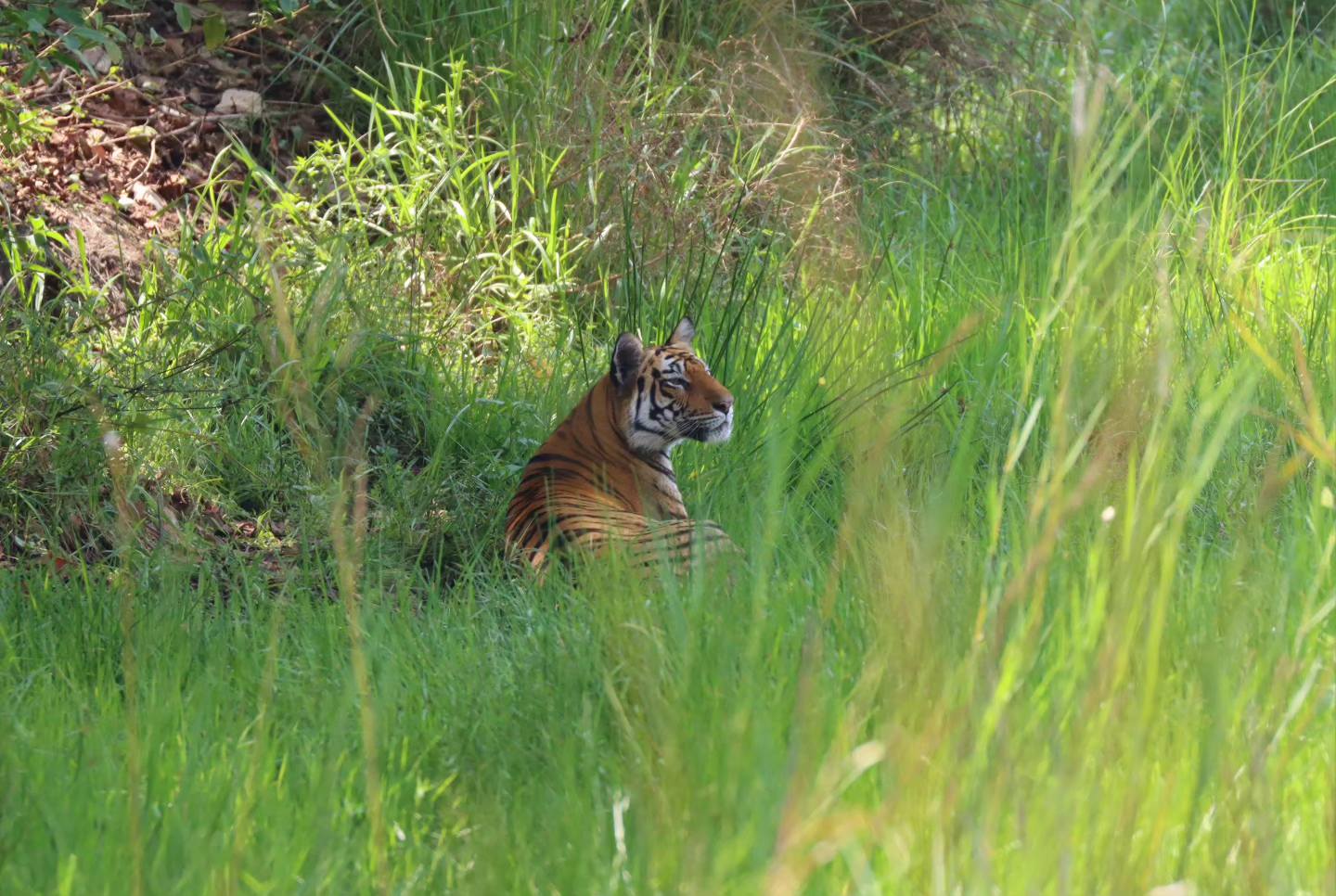 konw MP Tiger Reserve information