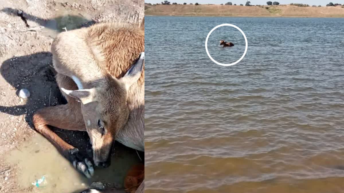 MORENA CHAMBAL NEELGAI bullet shot