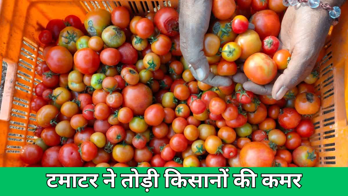 Insects infest tomato crop farmers