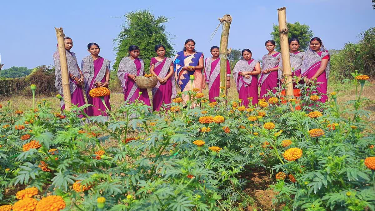 Marigold farming BY SHG women In Sambalpur Maneswar Hutma