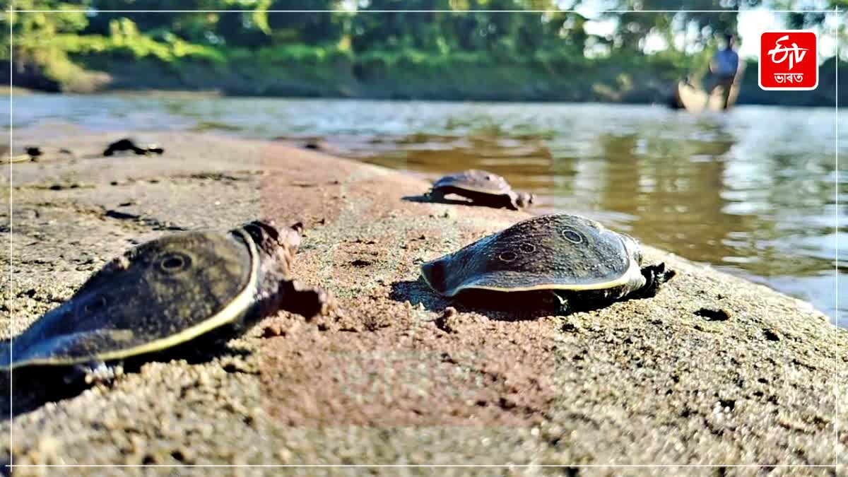 Rare species of 314 baby turtle rehabilitated on the banks of the Brahmaputra