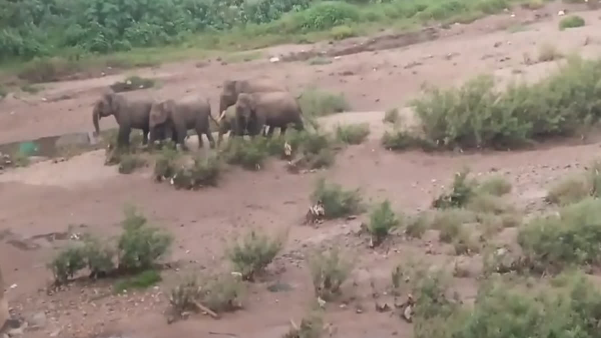 Elephants  ജനവാസ മേഖല  ആനക്കൂട്ടം  കരുളായി വലിയ പാലം