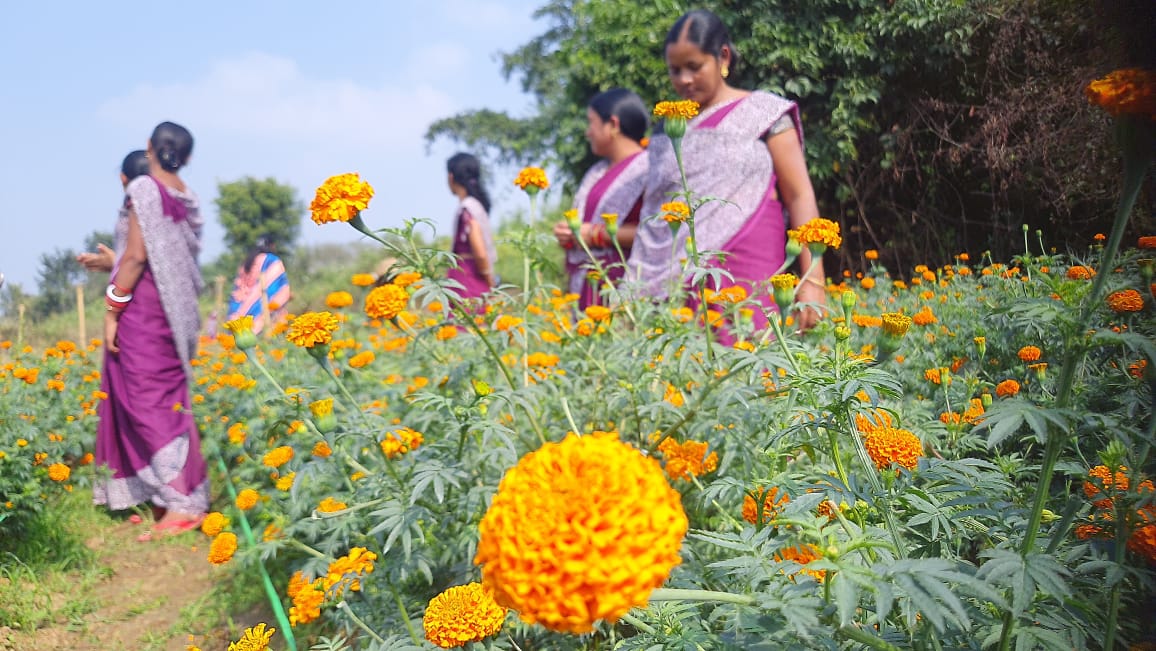 Marigold Farmers of Sambalpur