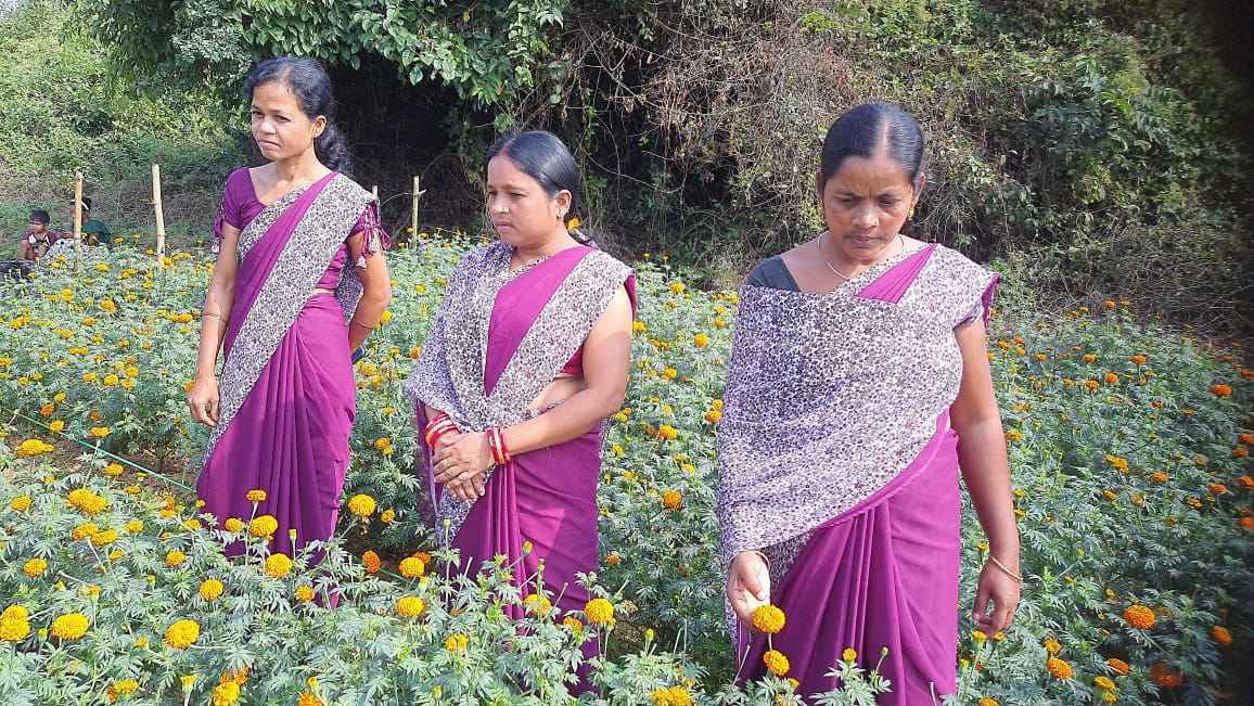 Marigold Farmers of Sambalpur