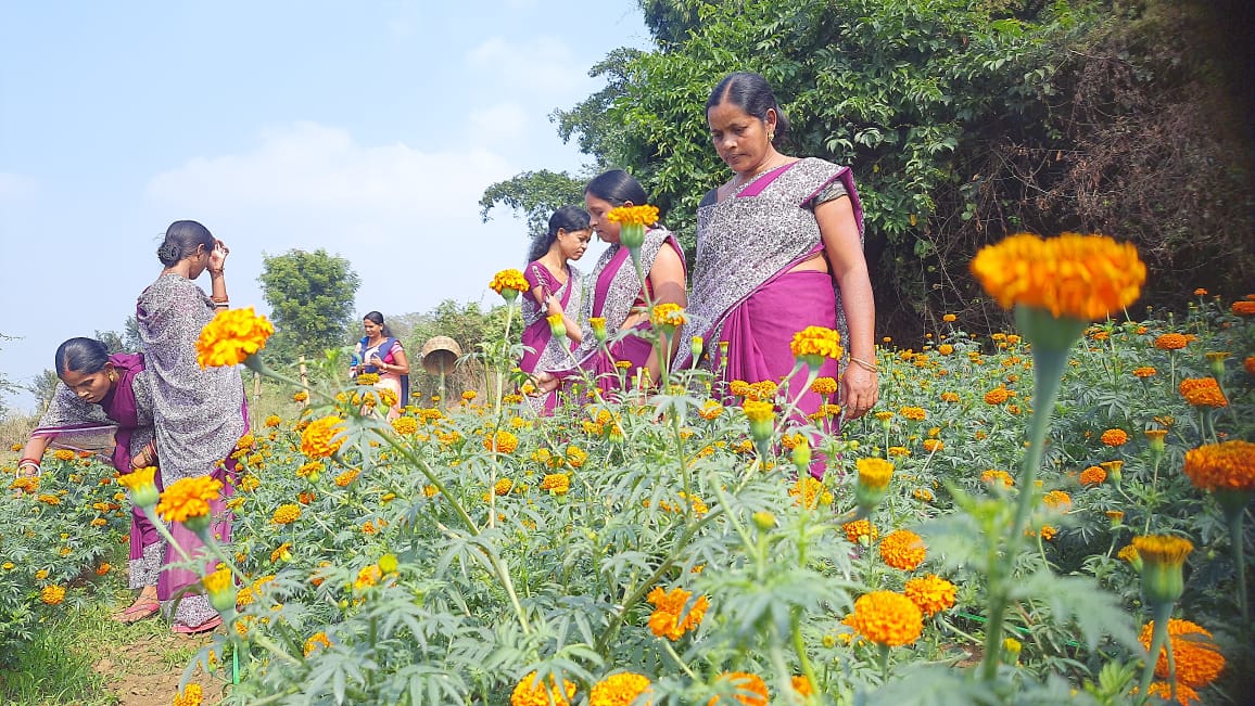 Marigold Farmers of Sambalpur