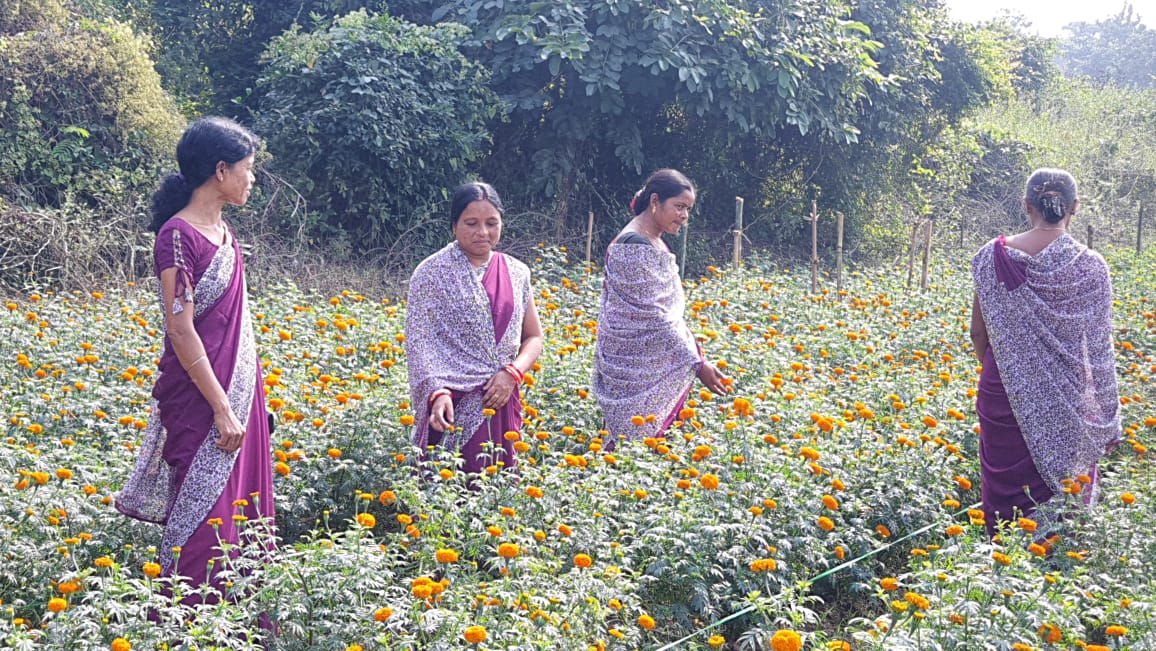 Marigold Farmers of Sambalpur