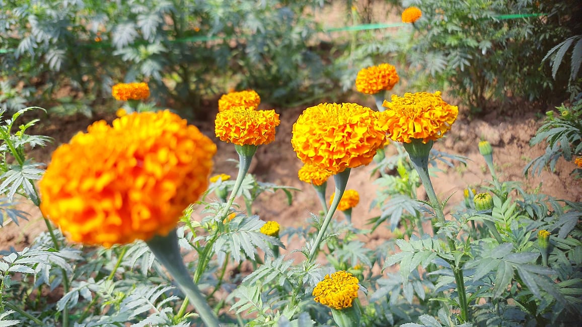 Marigold Farmers of Sambalpur