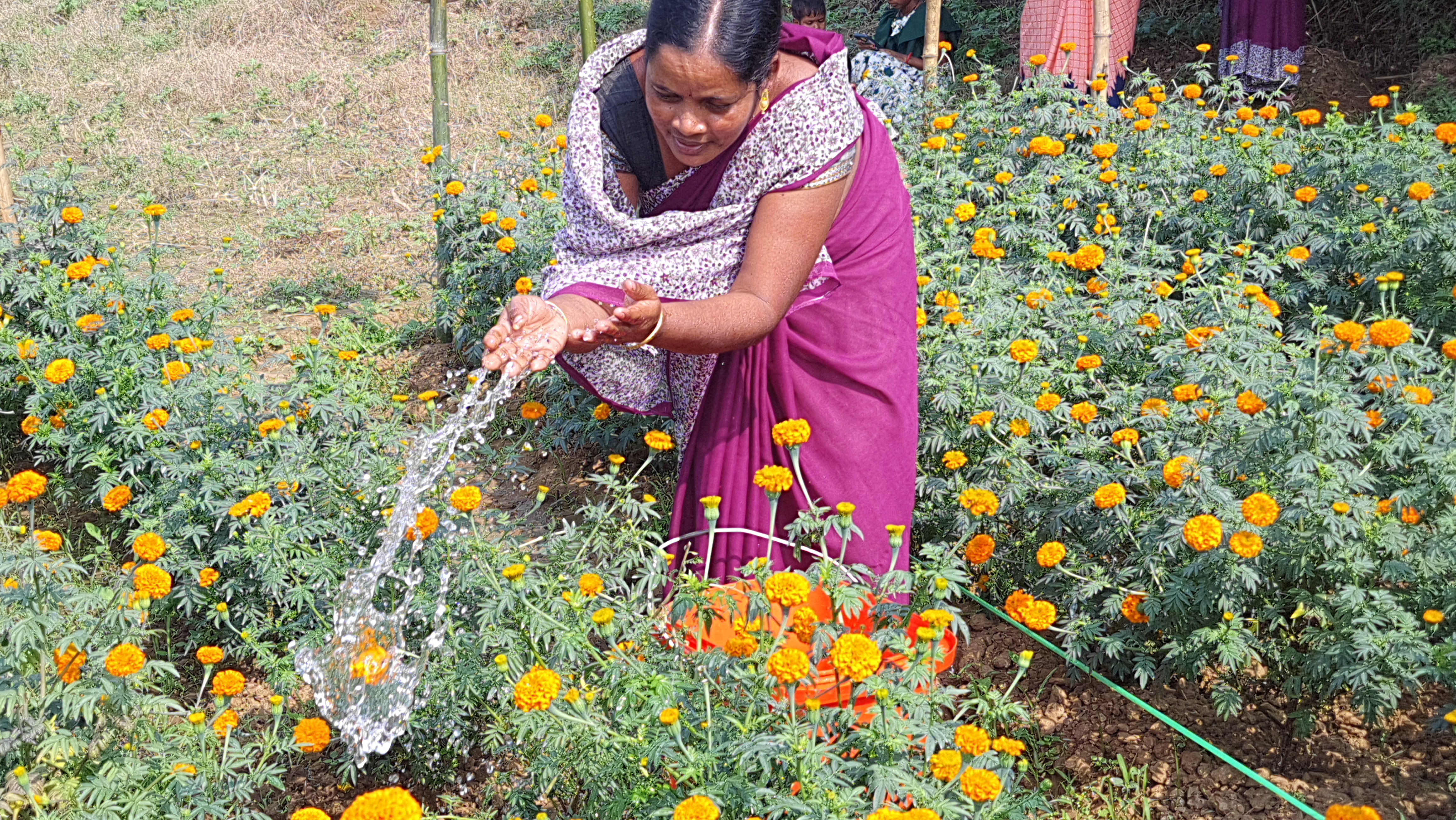 Marigold farming BY SHG women In Sambalpur Maneswar Hutma