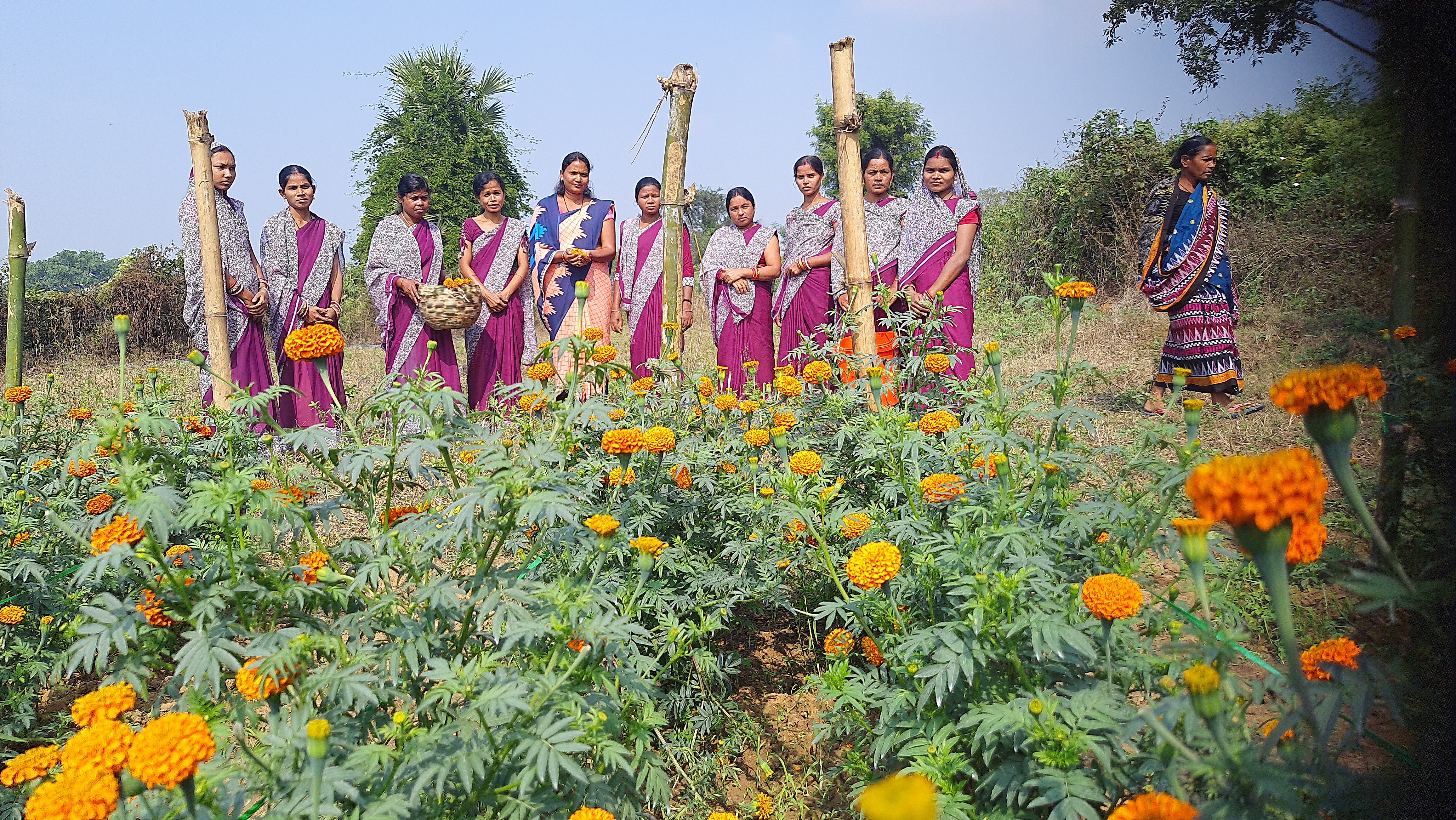 Marigold farming BY SHG women In Sambalpur Maneswar Hutma