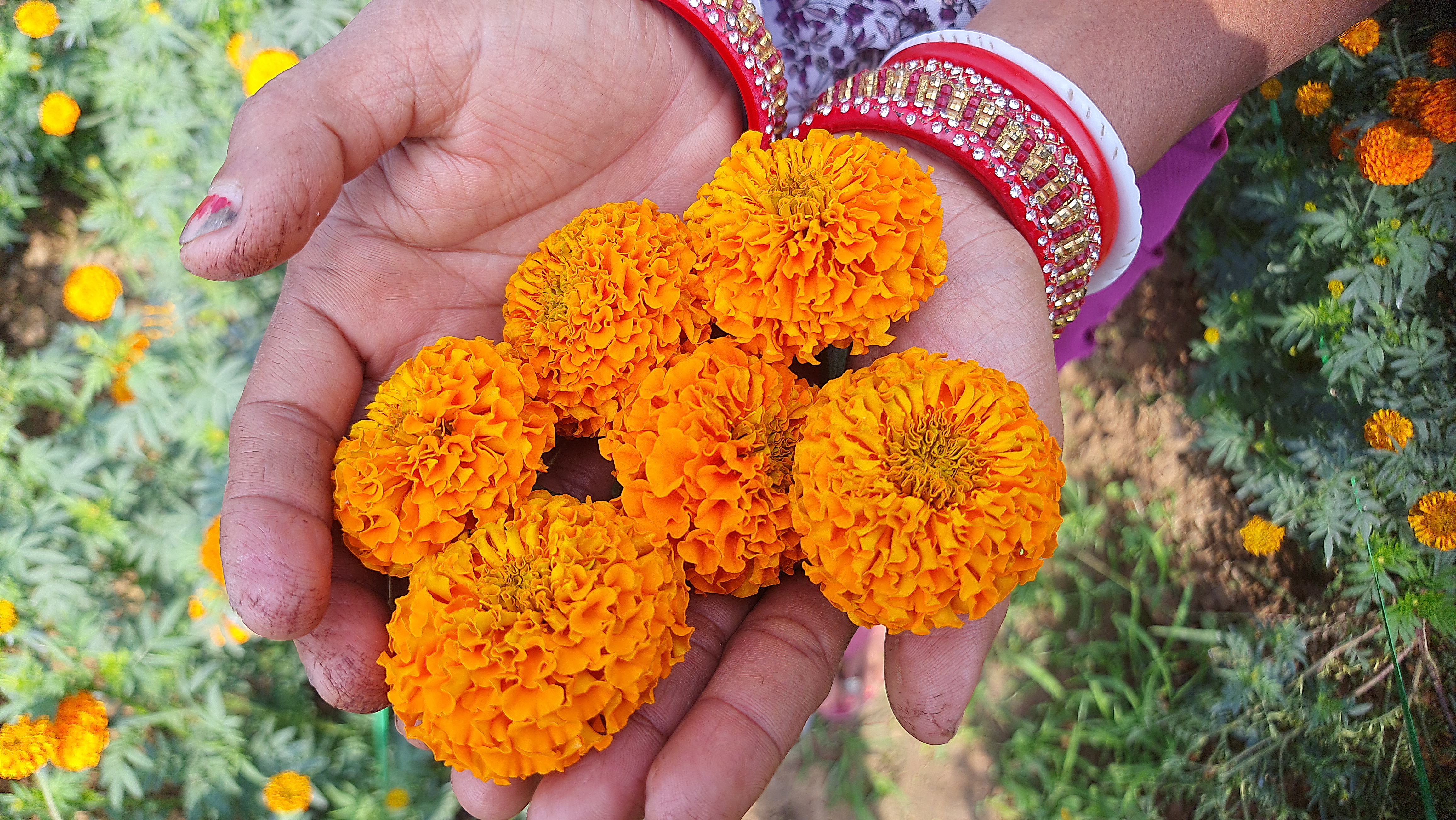 Marigold farming BY SHG women In Sambalpur Maneswar Hutma