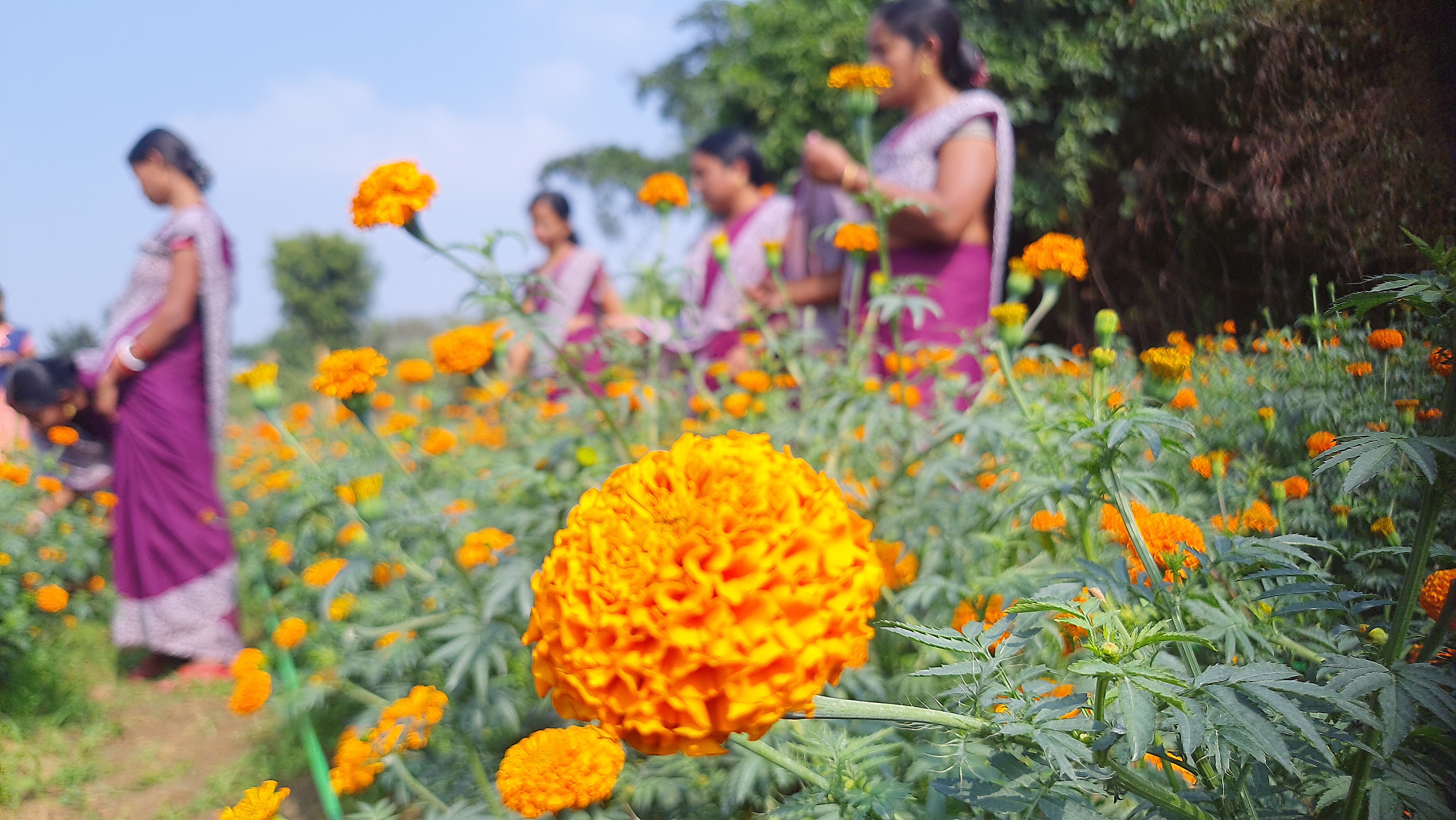 Marigold farming BY SHG women In Sambalpur Maneswar Hutma