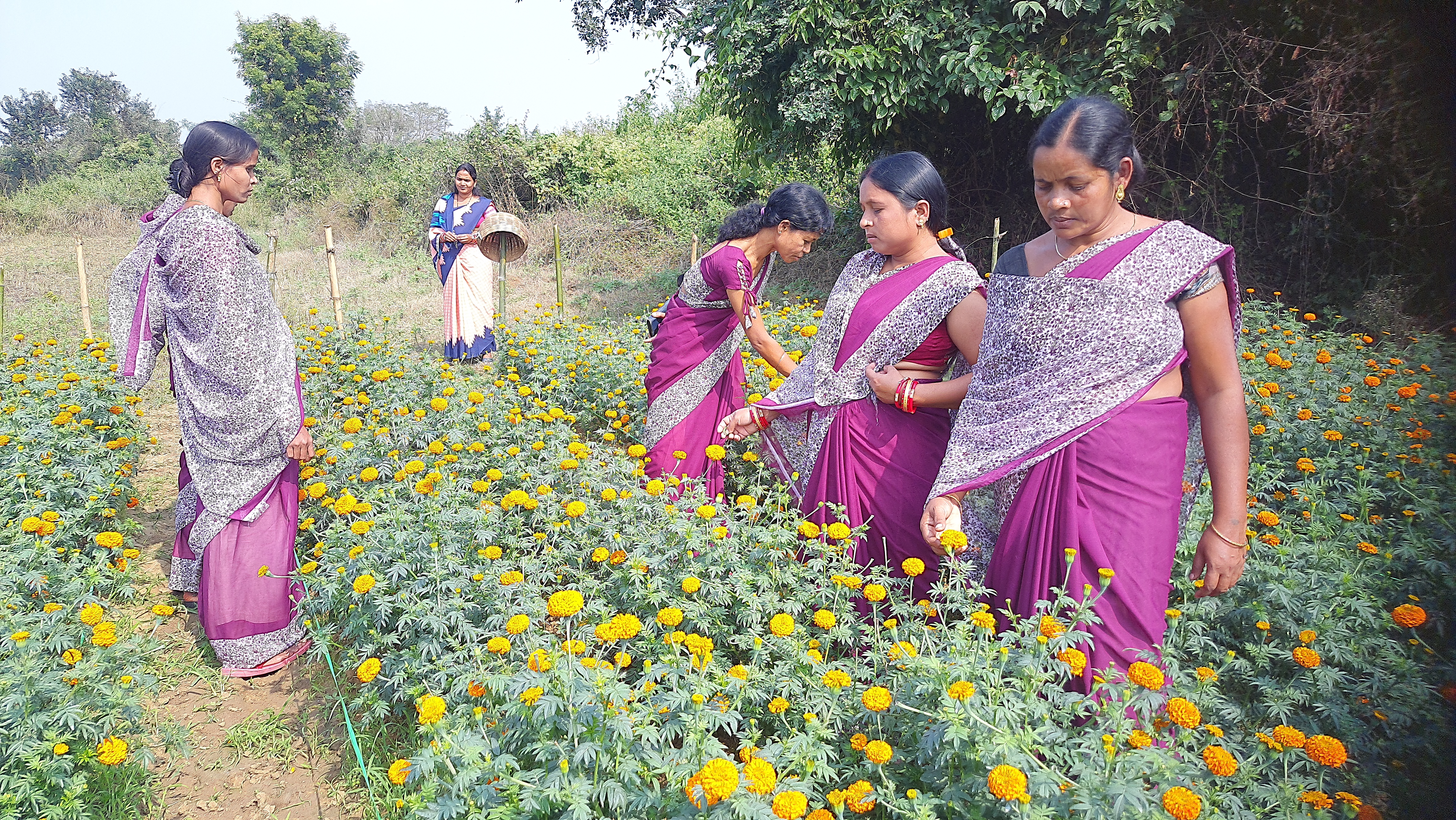 Marigold farming BY SHG women In Sambalpur Maneswar Hutma