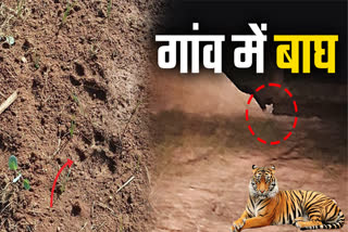 Tiger in Marwahi