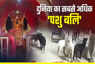 world largest animal sacrifice