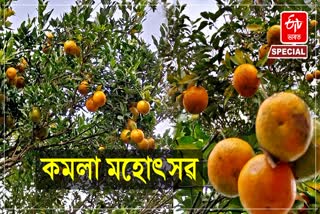 Orange Festival is being held in Assam Ampri valley for the first time